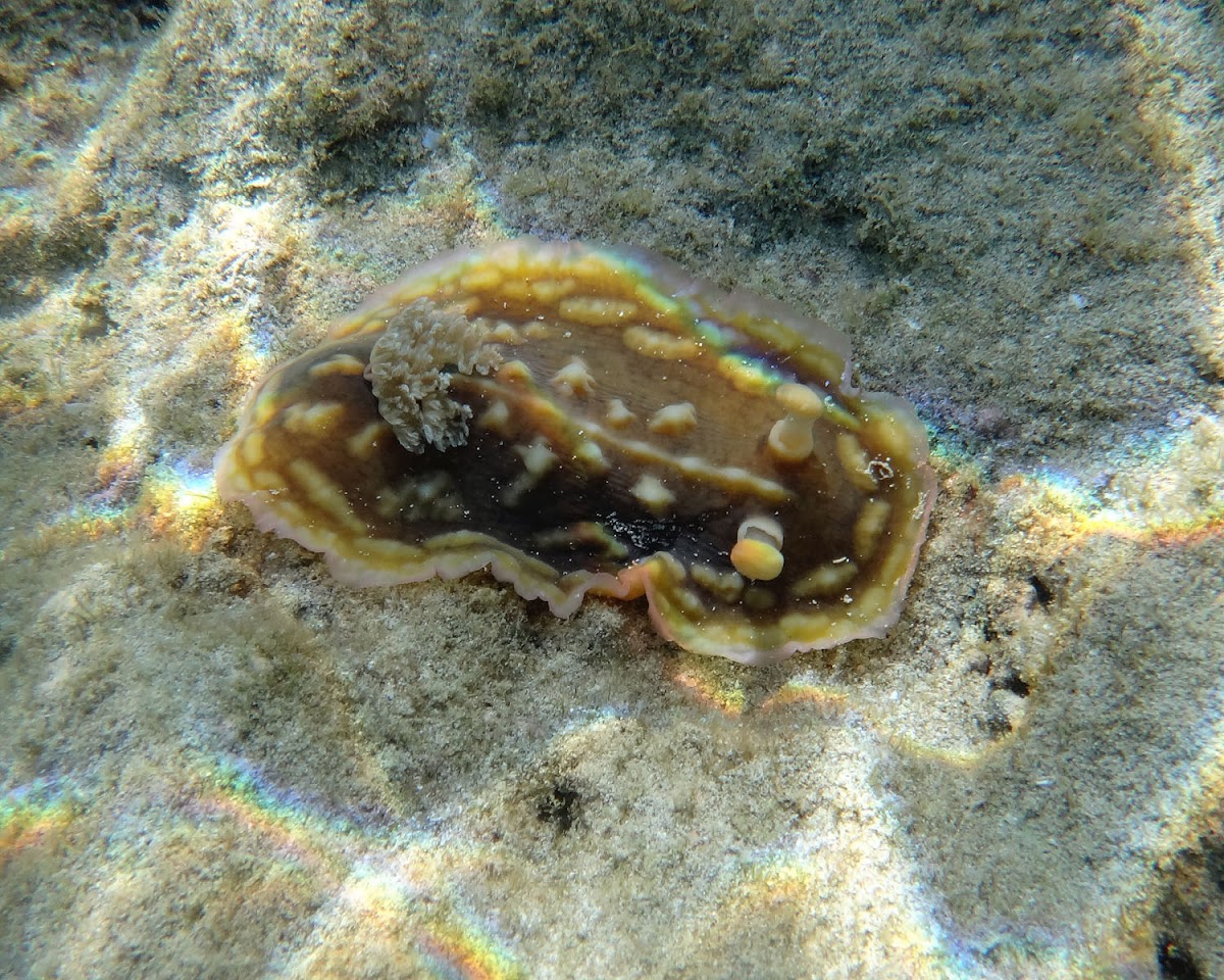 Clumpy Nudibranch