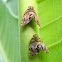 Ricaniid planthopper