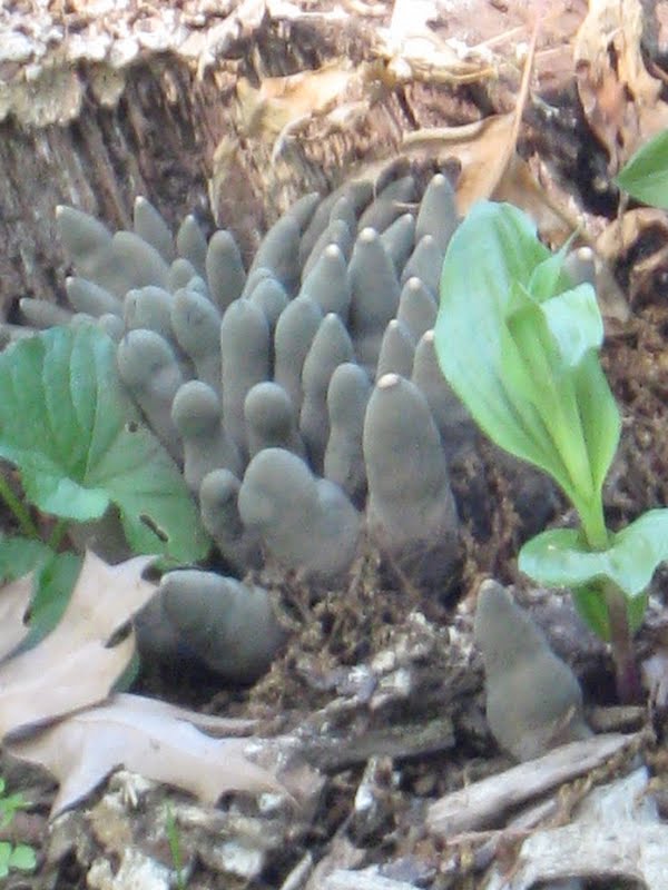 Dead Man's Fingers