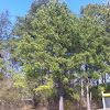 Southern pine