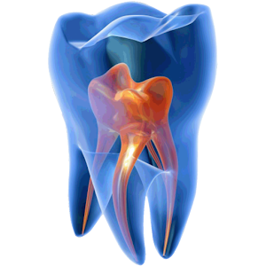 Endodontie SFE.apk 1.1