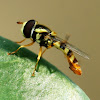 Yellow-shouldered Hover Fly or Common Hover Fly (Male)