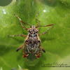 Hyaline Grass Bug