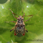 Hyaline Grass Bug