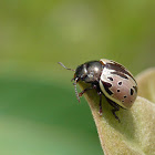 Leaf beetle