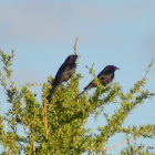 Pale winged starling