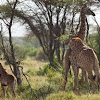 Cuddling Giraffes