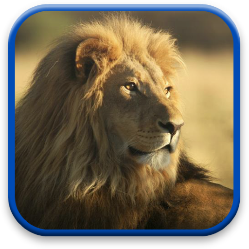 Lion Live Wallpaper 個人化 App LOGO-APP開箱王