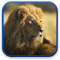 Lion Live Wallpaper Apk