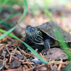 northern map turtle