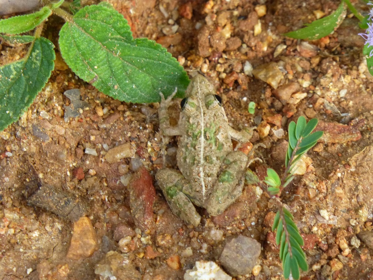Field Frog