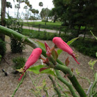 Devil's backbone flower