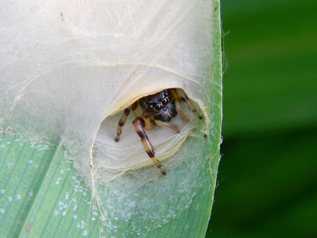 jumping spider with web/egg sac