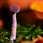 Blue stalk mushroom