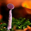 Blue stalk mushroom