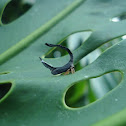 Horseshoe treehopper