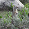 Uinta Ground Squirrel