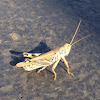 Differential Grasshopper (male)