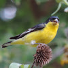 Lesser Goldfinch     male