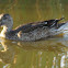 Northern Shoveler (female)