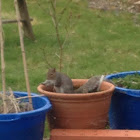 Grey Squirrel