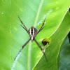 St. Andrew’s Cross Spider (female)
