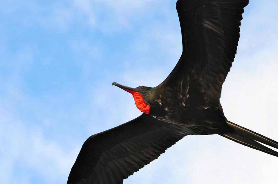 Great Frigate Bird - Male