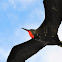 Great Frigate Bird - Male