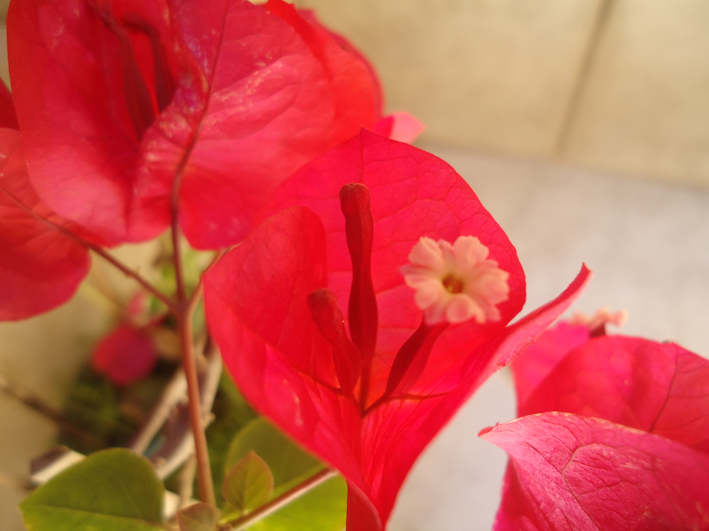 Bougainvillea