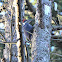 Pileated Woodpecker