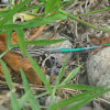 blue-tailed ground lizard