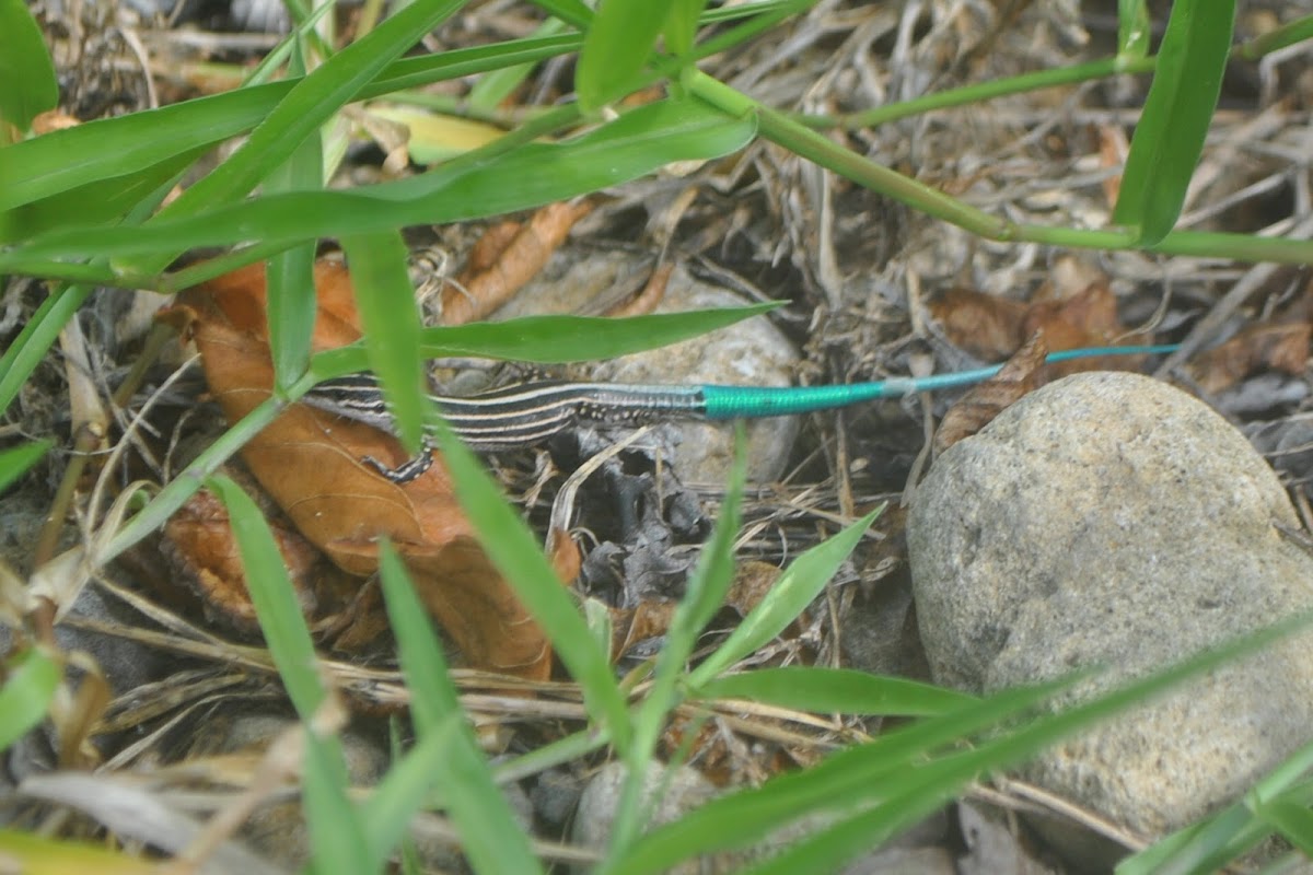 blue-tailed ground lizard