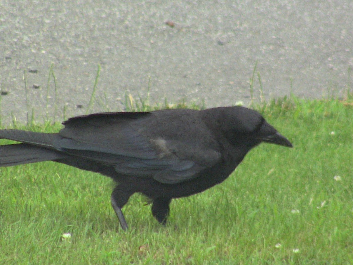 Eastern American Crow