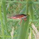Red cicada