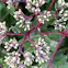 Showy stonecrop or ice plant or butterfly stone crop