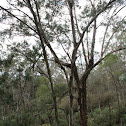 Blackwood Wattle