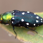 Jewel Beetle ?
