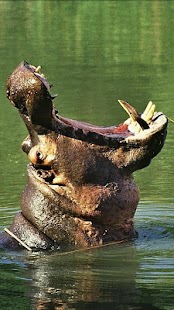 Wildlife Channel Screenshots 3