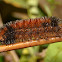 Isabelle Tiger Moth Caterpillar