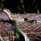 Brown Basilisk or Striped Basilisk