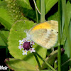 Dainty Sulphur Butterfly