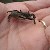 Marsh Fiddler Crab