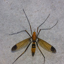 Unidentified Crane Fly