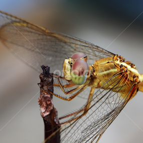 by Md Mamunur Rahman - Animals Insects & Spiders