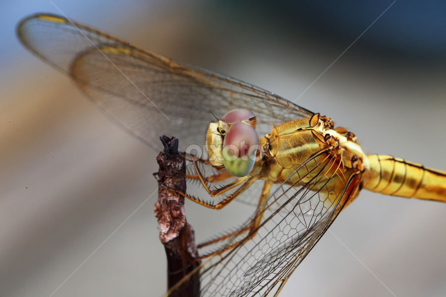 by Md Mamunur Rahman - Animals Insects & Spiders