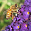 Western Honey Bee on Buddleja Blossom