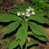 Whorled Wood Aster