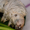 silkworm, gusano de seda