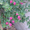 Pink Skullcap