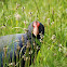 Takahe